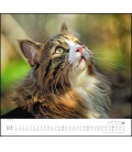 Nástěnný kalendář Kočky / …geliebte Stubentiger 2021