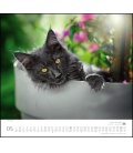 Nástěnný kalendář Kočky / …geliebte Stubentiger 2021