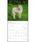 Nástěnný kalendář Vlci / WölfeT&C 2021