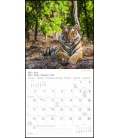 Wall calendar Tiger T&C  (NPL) 2021