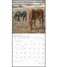 Wall calendar Pferde T&C 2021