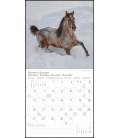 Wall calendar Pferde T&C 2021