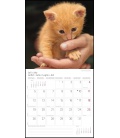 Nástěnný kalendář Tak roztomilá! / So niedlich! T&C 2021