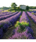 Nástěnný kalendář poznámkový Provence 2022
