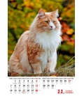 Nástěnný kalendář Kočičky/Mačičky 2022