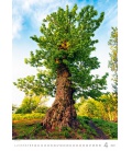 Nástěnný kalendář Trees/Bäume/Stromy 2022