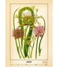 Nástěnný kalendář Herbarium 2022