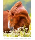 Wall calendar Horses Dreaming 2022