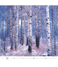 Wandkalender Forest/Wald/Les 2022
