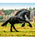 Wandkalender Horses 2022