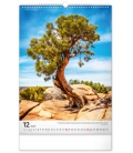 Nástěnný kalendář Stromy 2022