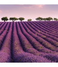 Wall calendar Provence – scented 2022
