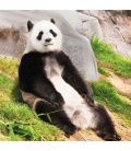 Wandkalender Pandas 2022