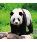Wandkalender Pandas 2022