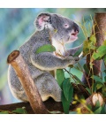 Wandkalender Koalas 2022