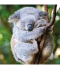 Wandkalender Koalas 2022