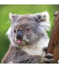 Wall calendar Koalas 2022