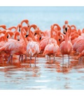 Wall calendar Flamingos 2022