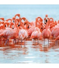Wandkalender Flamingos 2022