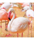 Wandkalender Flamingos 2022