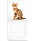 Wall calendar Kittens 2022