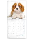 Wall calendar Puppies 2022
