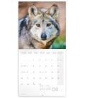 Wall calendar Wolves 2022