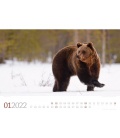 Wandkalender Tierwelt Wald Kalender 2022