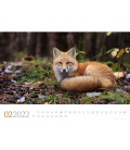Wall calendar Tierwelt Wald Kalender 2022