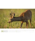 Wandkalender Tierwelt Wald Kalender 2022