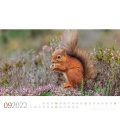 Nástěnný kalendář Lesní zvěř / Tierwelt Wald Kalender 2022
