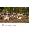 Wall calendar Schafe Kalender 2022