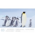Wall calendar Pinguine Kalender 2022