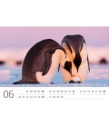 Wall calendar Pinguine Kalender 2022