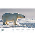 Wall calendar Eisbären Kalender 2022