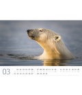 Wandkalender Eisbären Kalender 2022