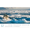 Wall calendar Eisbären Kalender 2022