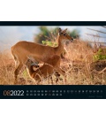 Wall calendar Tierwelt Afrika Kalender 2022