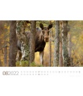 Wall calendar Tierwelt Nordland Kalender 2022