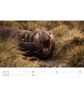 Wall calendar Seehund, Walross & Co. Kalender 2022