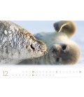 Wandkalender Seehund, Walross & Co. Kalender 2022
