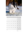 Nástěnný kalendář Kočky / Katzen Kalender 2022