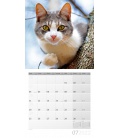 Wall calendar Katzen Kalender 2022