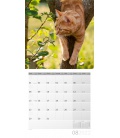 Nástěnný kalendář Kočky / Katzen Kalender 2022