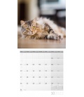 Wall calendar Katzen Kalender 2022