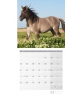 Nástěnný kalendář Koně / Pferde Kalender 2022