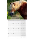 Wandkalender Pferde Kalender 2022