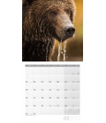 Wall calendar Bären Kalender 2022