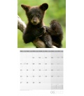 Wandkalender Bären Kalender 2022