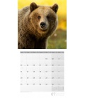 Wall calendar Bären Kalender 2022